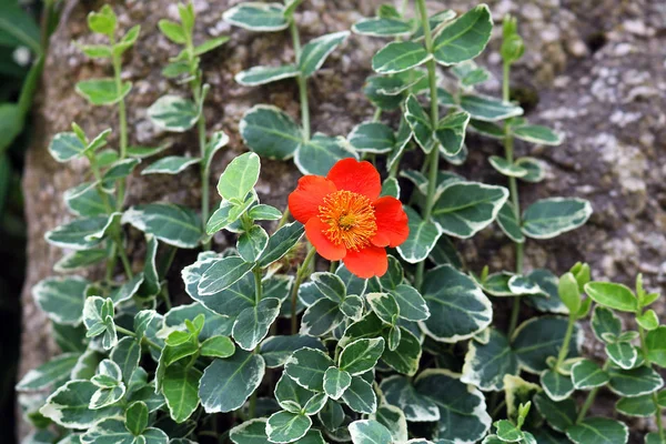 kırmızı çiçek yakınındaki taş