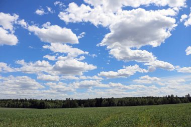 ekilen buğday alanları ve orman