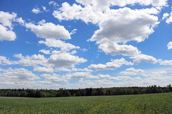 ekilen buğday alanları ve orman