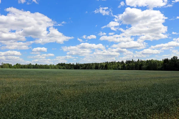 ekilen buğday alanları ve orman