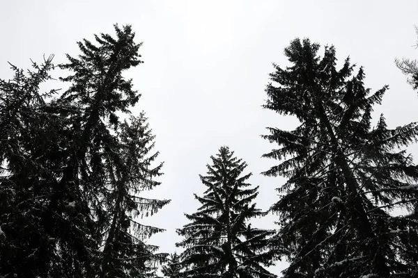 Χειμώνας Στο Δάσος Φωτογραφία Αρχείου