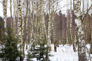 kış bahçesinde huş