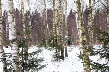 kış bahçesinde huş