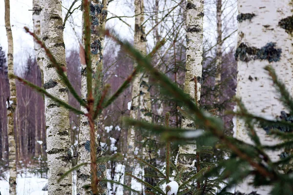 kış bahçesinde huş