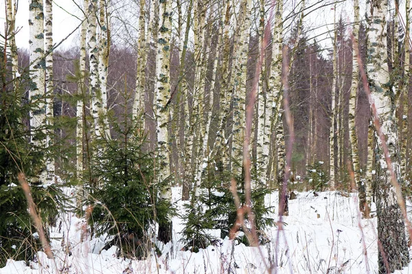 kış bahçesinde huş
