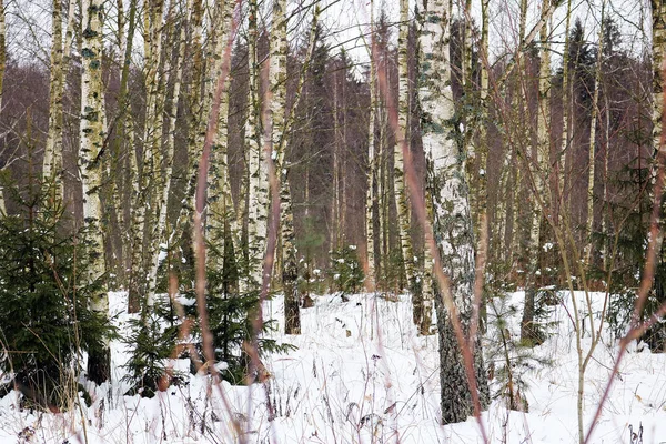 kış bahçesinde huş