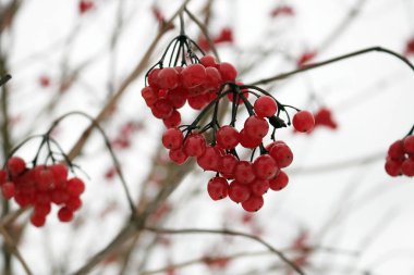 Kartopu kışın kırmızı