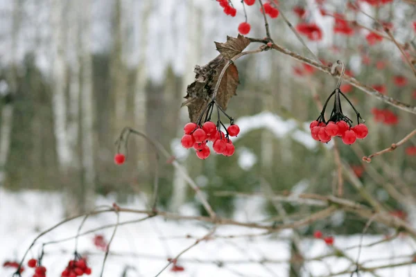 Kartopu kışın kırmızı