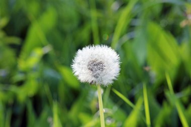 Sabah erkenden karahindiba