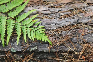 daha sık ormanlarda Fern