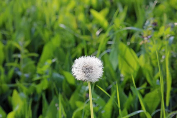 Sabah erkenden karahindiba