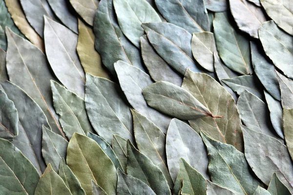 kokulu ve kurutulmuş defne yaprağı