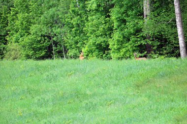 Ormanda yumurta geyiği