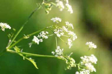 Güzel kır çiçekleri yakın plan