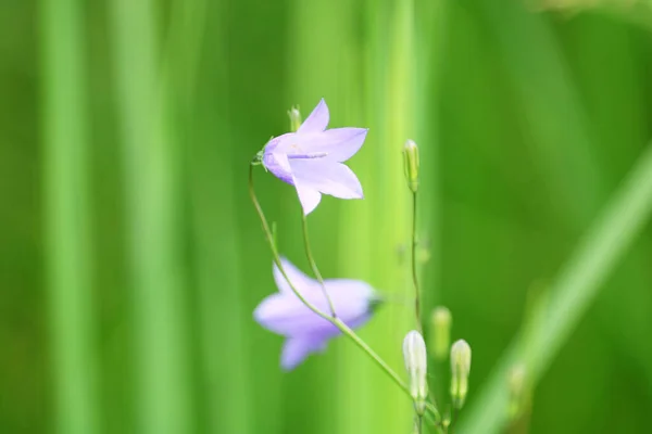 Çimlerde mavi çanlar