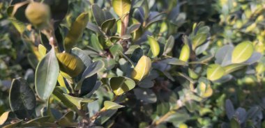 Bahar Yeşil Yaprakları