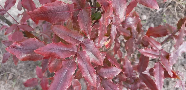 Spring young leaves — Stock Photo, Image