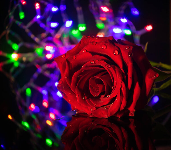 красная роза с красивым размытым фоном и боке в форме сердца
