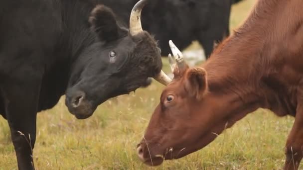 Bulls lutando em um parque natural . — Vídeo de Stock