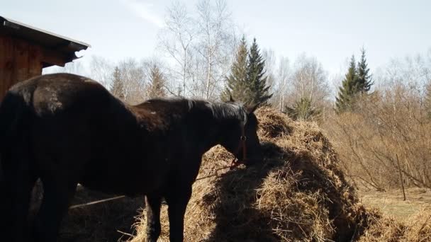 Slow-motion zwart paard eet hooi. — Stockvideo