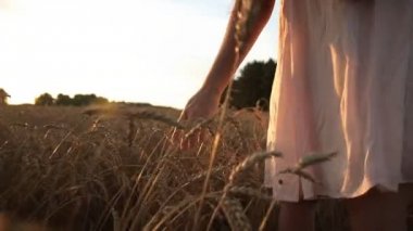 Kadının el buğday kulakları dokunmadan.