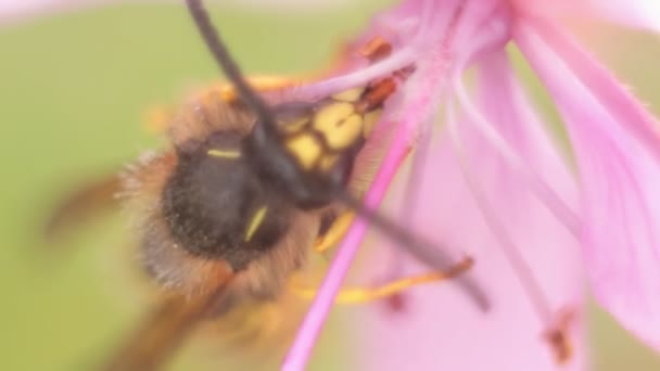 Macro shot of a wasp sits the flower. — Stock Video