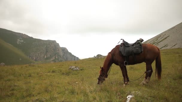 Pâturage de chevaux dans une prairie dans les montagnes . — Video