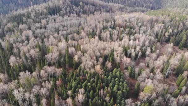 Aerial Shot Autumn Forest Siberian Natural Park Stolby — Stock Video