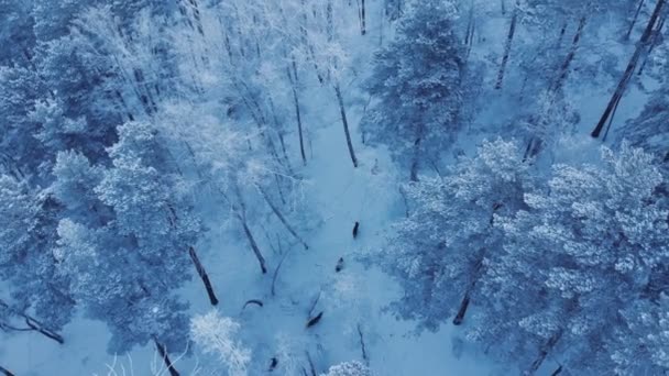 Tiro aéreo de uma manada de veados selvagens na floresta siberiana . — Vídeo de Stock