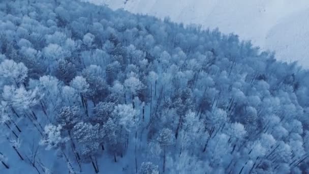 Vista aérea da floresta de inverno. — Vídeo de Stock