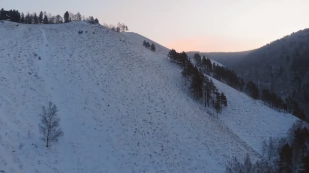 Дикі олені на горі . — стокове відео