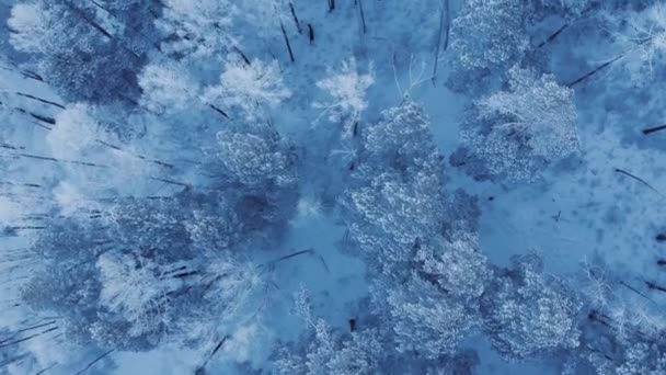 森の中で鹿の群れ. — ストック動画