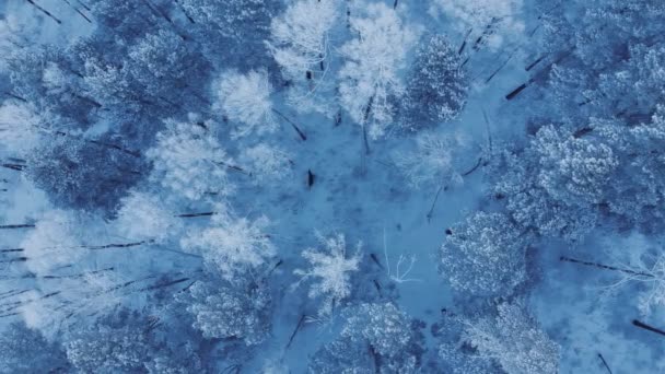 A téli erdőben vadon élő szarvasok. — Stock videók