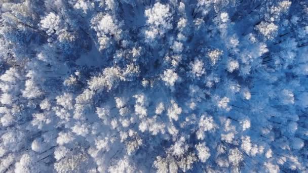 Vue aérienne de la forêt d'hiver . — Video