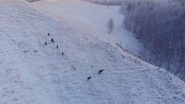 Manada de ciervos salvajes en las montañas . — Vídeo de stock