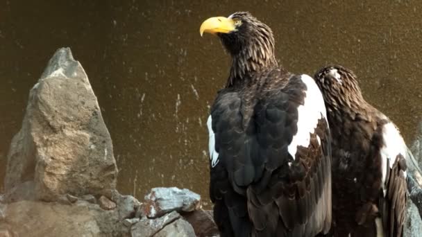 둥지에서 대머리 독수리의 쌍. — 비디오