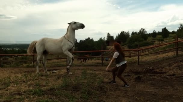 Uma jovem treina um cavalo. O cavalo rears . — Vídeo de Stock