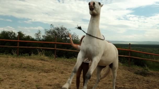 El caballo se levanta. Entrenamiento con un caballo . — Vídeo de stock