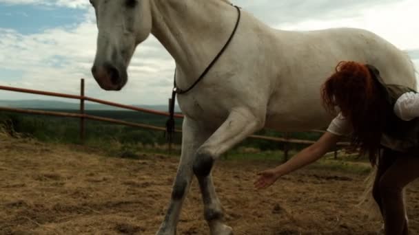El proceso de entrenamiento de un caballo. El semental baja su pierna de pedo y se acuesta en el suelo . — Vídeos de Stock