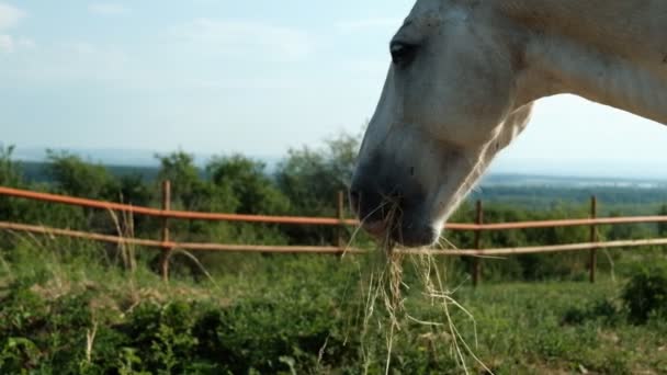 Het hoofd van een witte paard close-up kauwen hooi. — Stockvideo