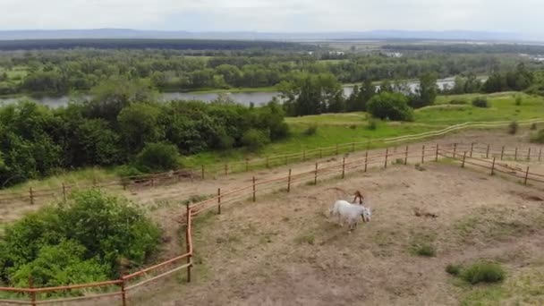 Vista aerea di allenamento con un cavallo . — Video Stock