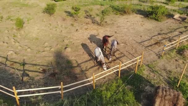 Vista aérea de cavalos que pastam em um piquete na margem do rio . — Vídeo de Stock