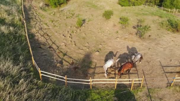 パドックの馬の航空写真. — ストック動画