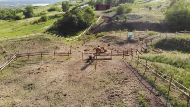 Una manada de caballos en el paddock, vista superior . — Vídeos de Stock