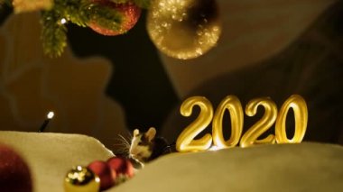 Yakın plan - küçük gri bir fare yıkama yeri Noel süslemeleri arasında duruyor.