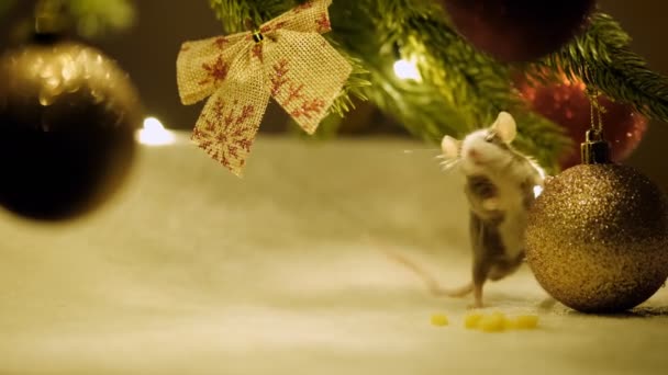 一只好奇的灰色老鼠坐在圣诞树的树枝上吃着触球和奶酪的特写镜头. — 图库视频影像