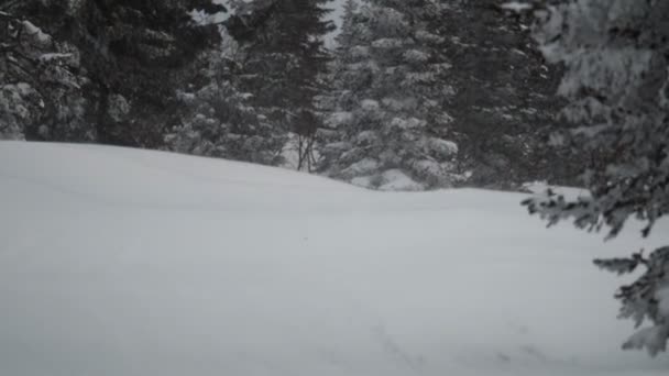 Zeitlupe eines schneebedeckten Waldes im Sturm. — Stockvideo