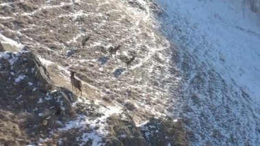 Sibirya doğa rezervi Stolby, Krasnoyarsk 'taki bir dağ yamacındaki vahşi geyik sürüsünün hava manzarası..