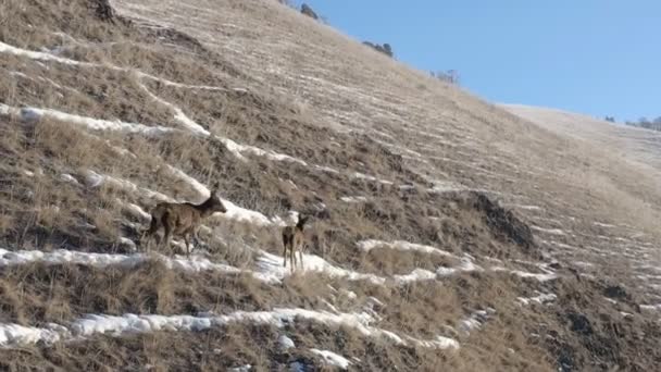 Un ciervo hembra con un bebé en la ladera de la montaña . — Vídeos de Stock