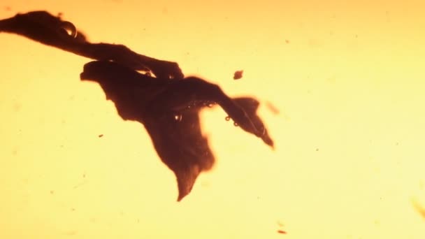 Lassú mozgású makro felvétel tealevelekről légbuborékokkal forró vízben. — Stock videók